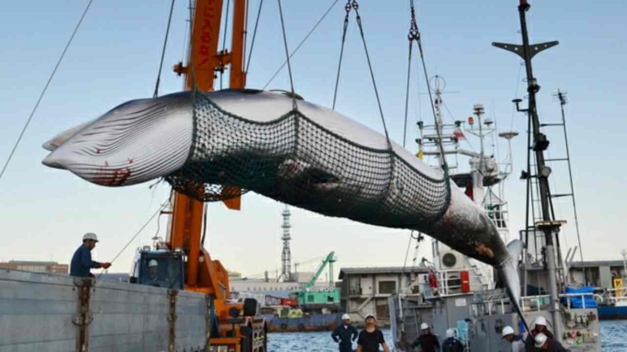 Riapre la caccia alle balene, una mattanza che non avrà fine