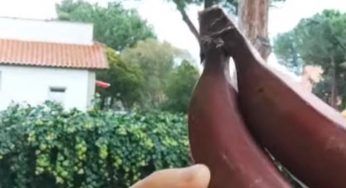 Banana rossa, proprietà e sapore