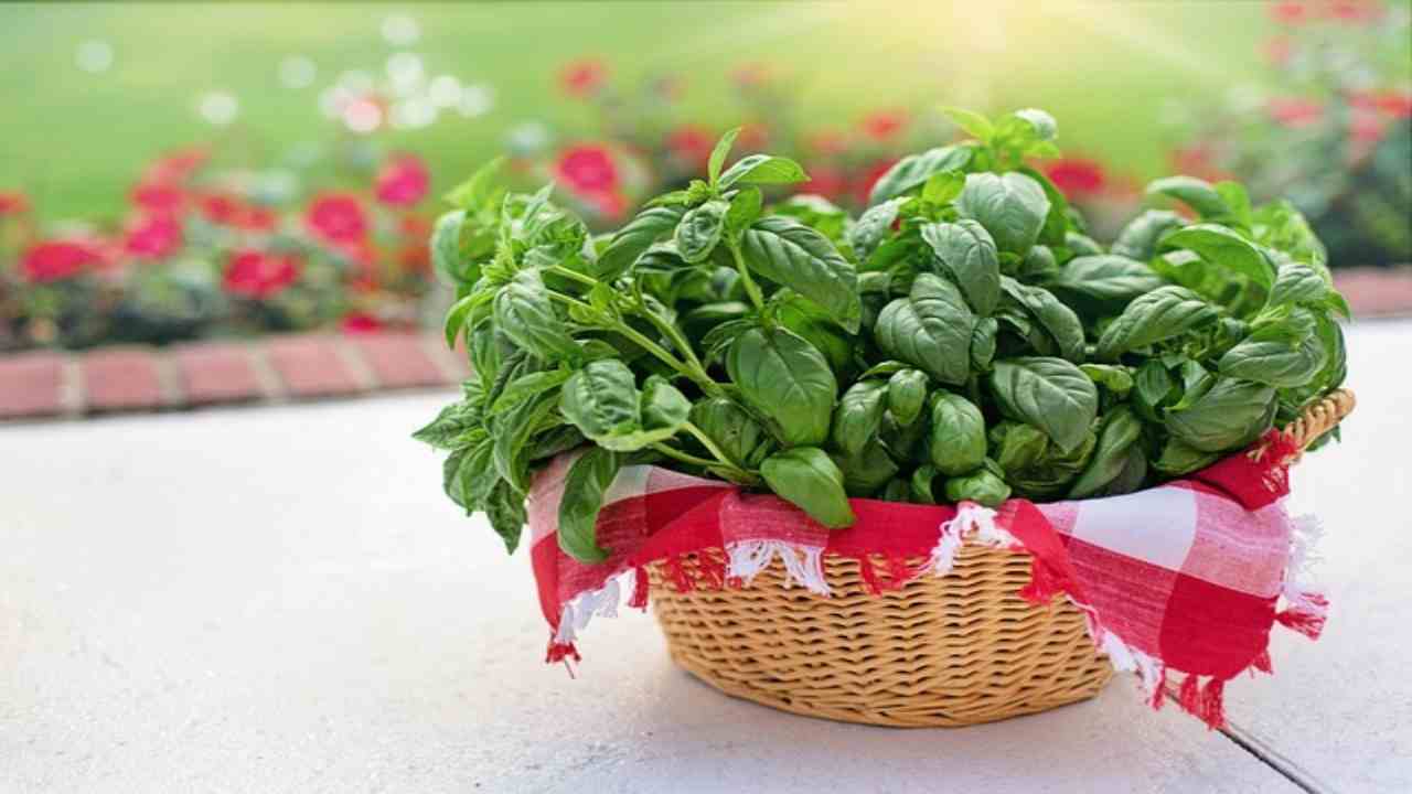 Aromatiche autunnali, le 6 piante