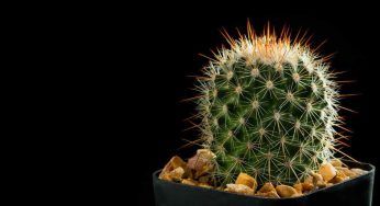 Piante grasse: di quanta acqua hanno bisogno davvero
