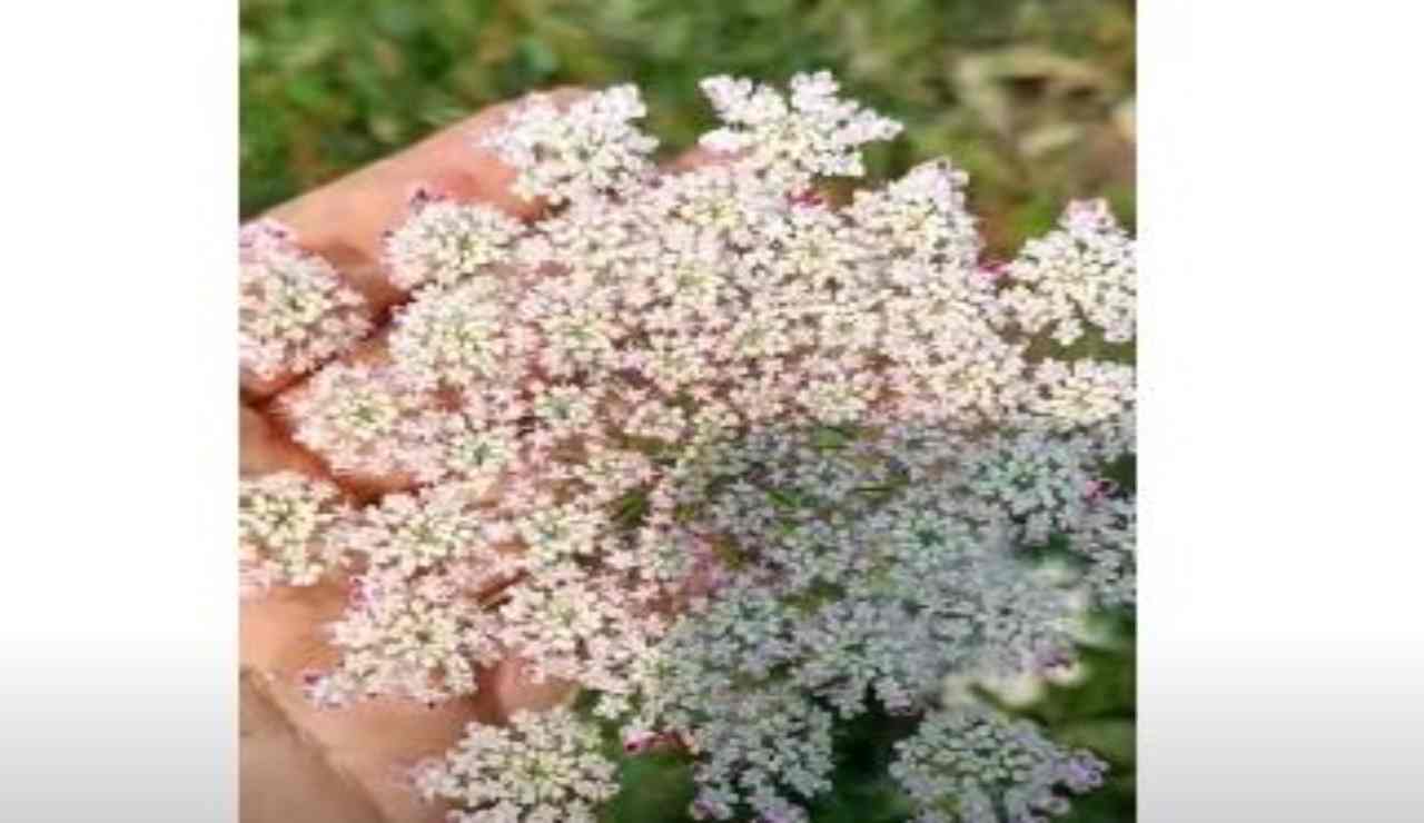 Visnaga maggiore e carota selvatica differenze