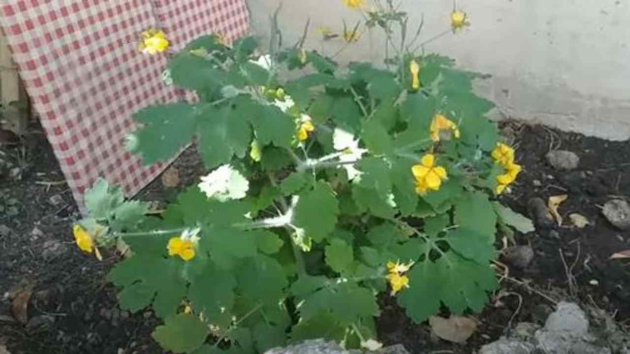 Celidonia, una pianta officinale molto potente