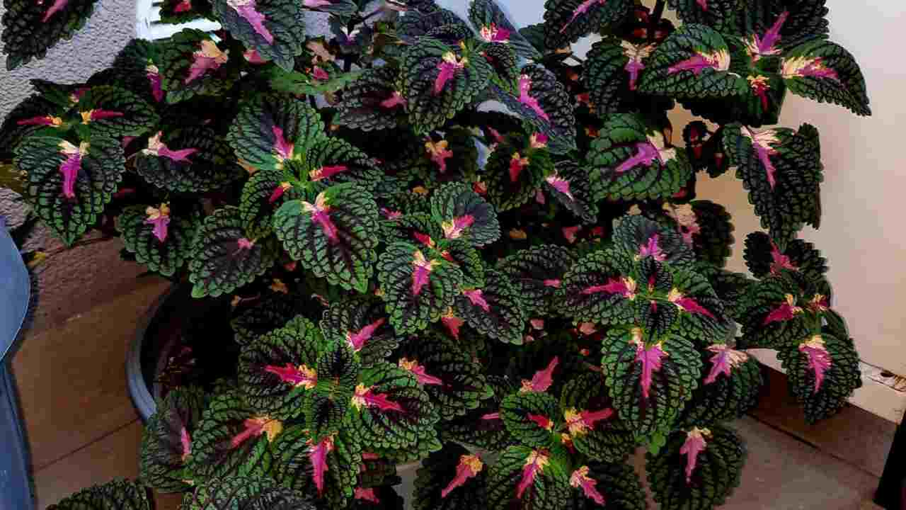 abc Coleus blumei