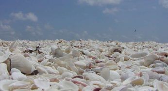Conosci la collina delle conchiglie? Si trova proprio qui: spettacolo della natura