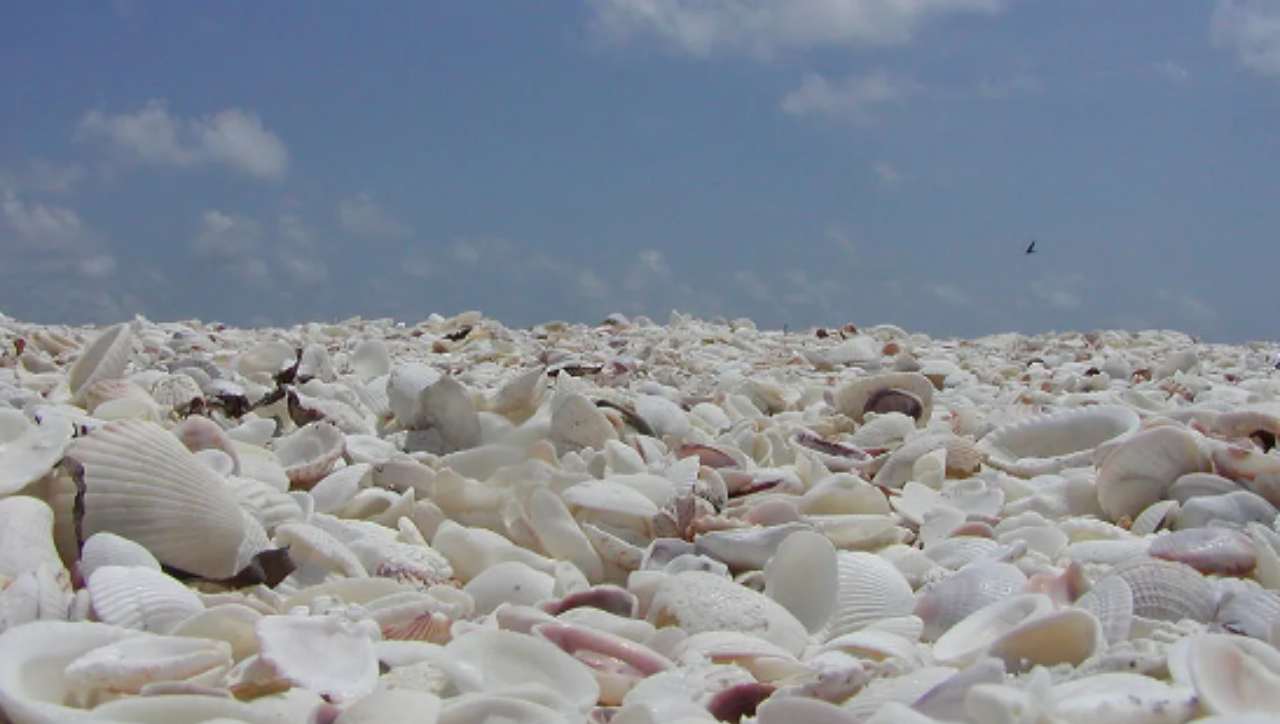 spiaggia di conchiglie