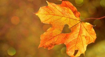 Potare l’acero, l’albero simbolo dell’autunno: consigli utili