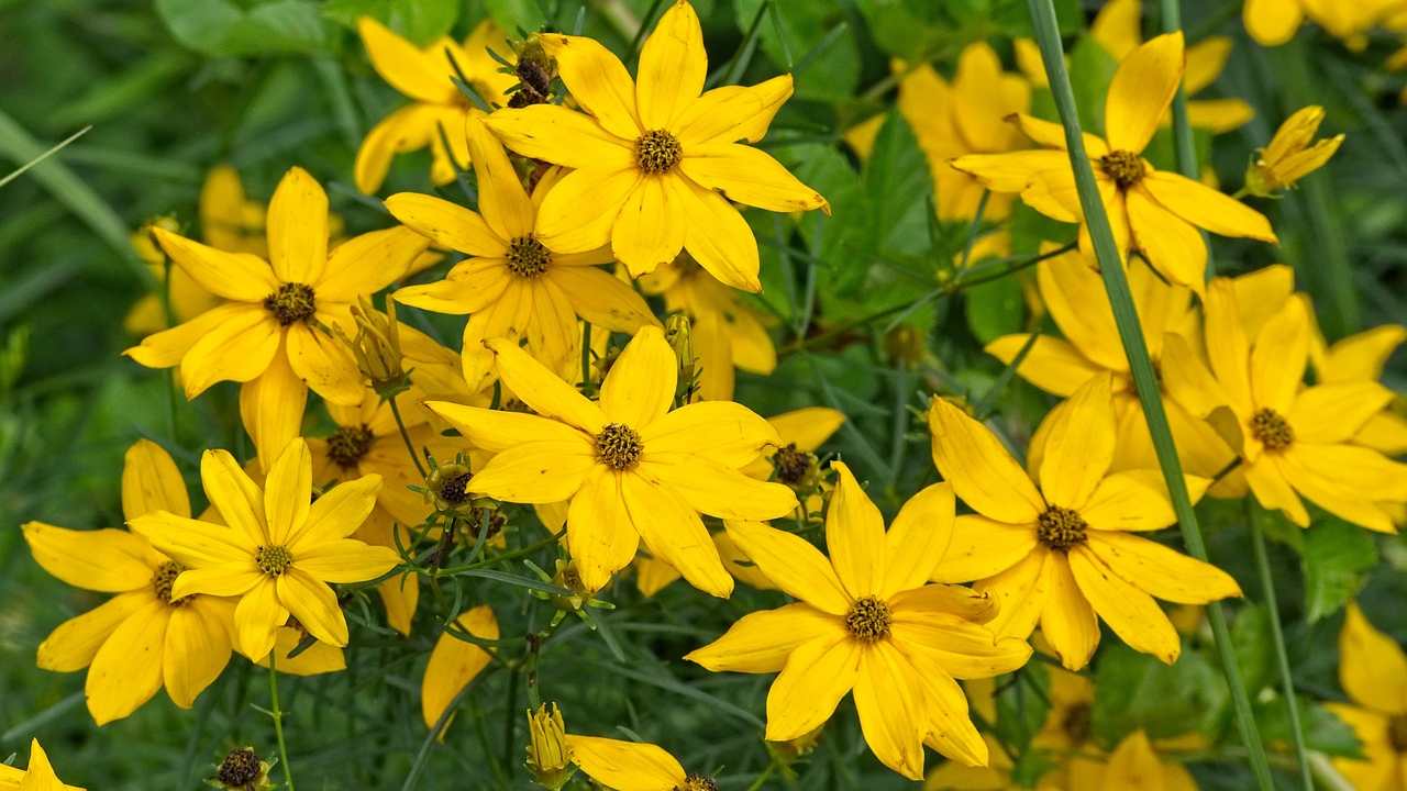 Topinambur Helianthus tuberosus, piante, illegali, giardino, coltivare, legge, illegale