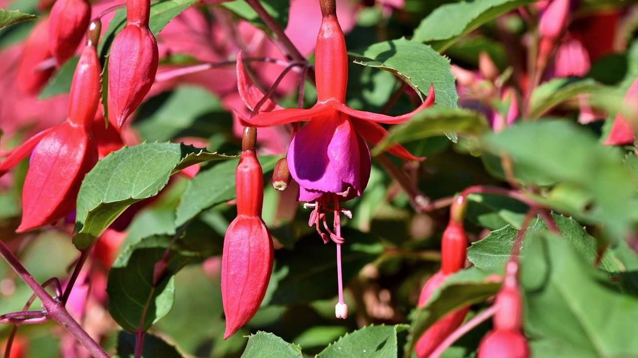 fucsia, pianta, coltivare, fiori, colorati