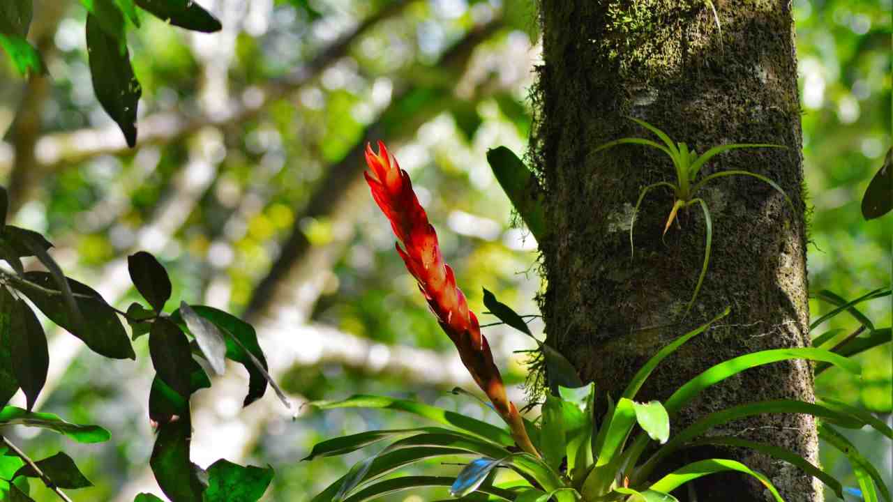 albero scomparso ritrovato dettagfli