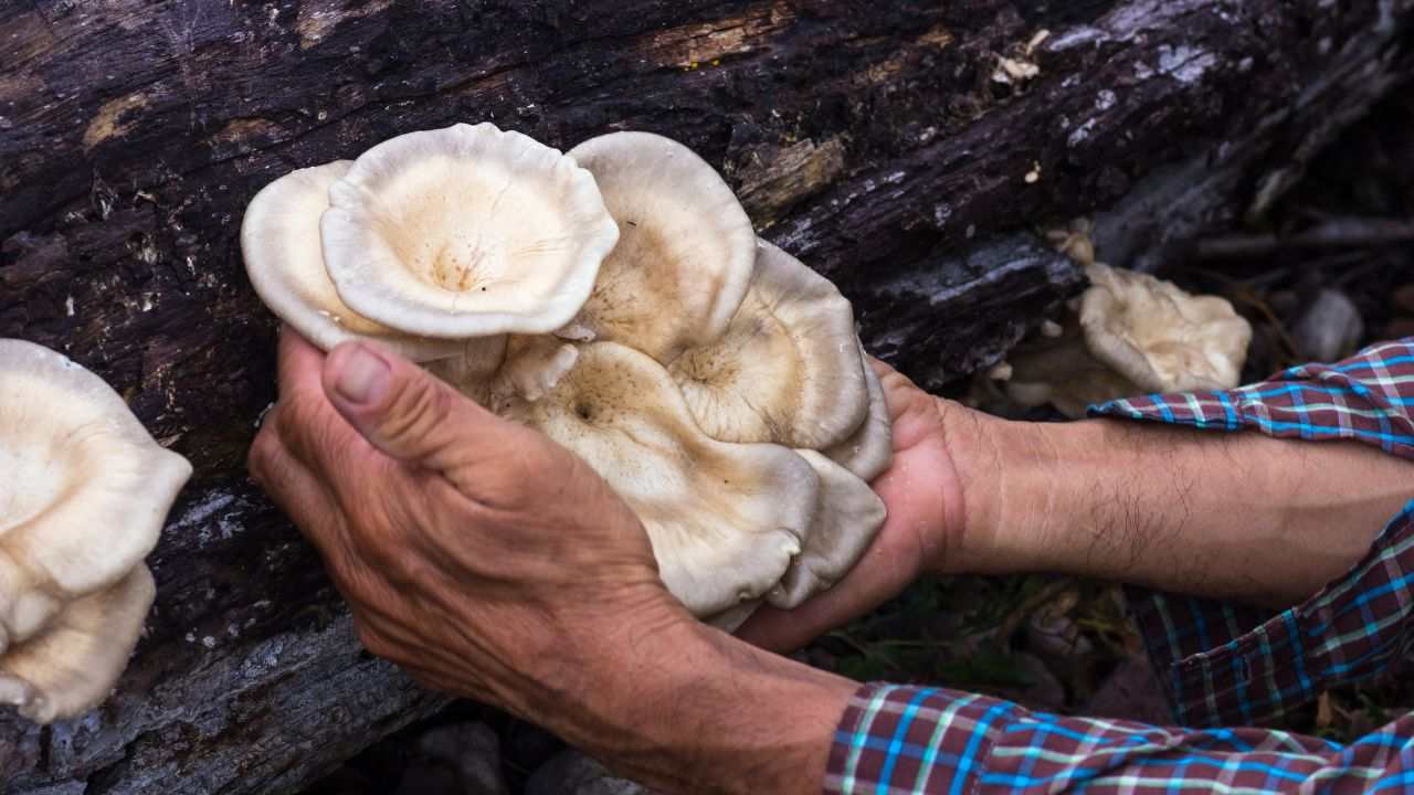 Funghi curiosi commestibili quali sono