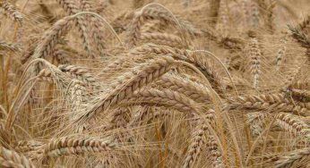 Grano, queste sono le varietà da piantare nelle prossime semine
