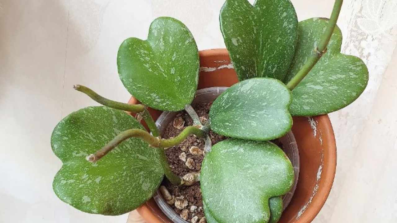 hoya pianta e fiori