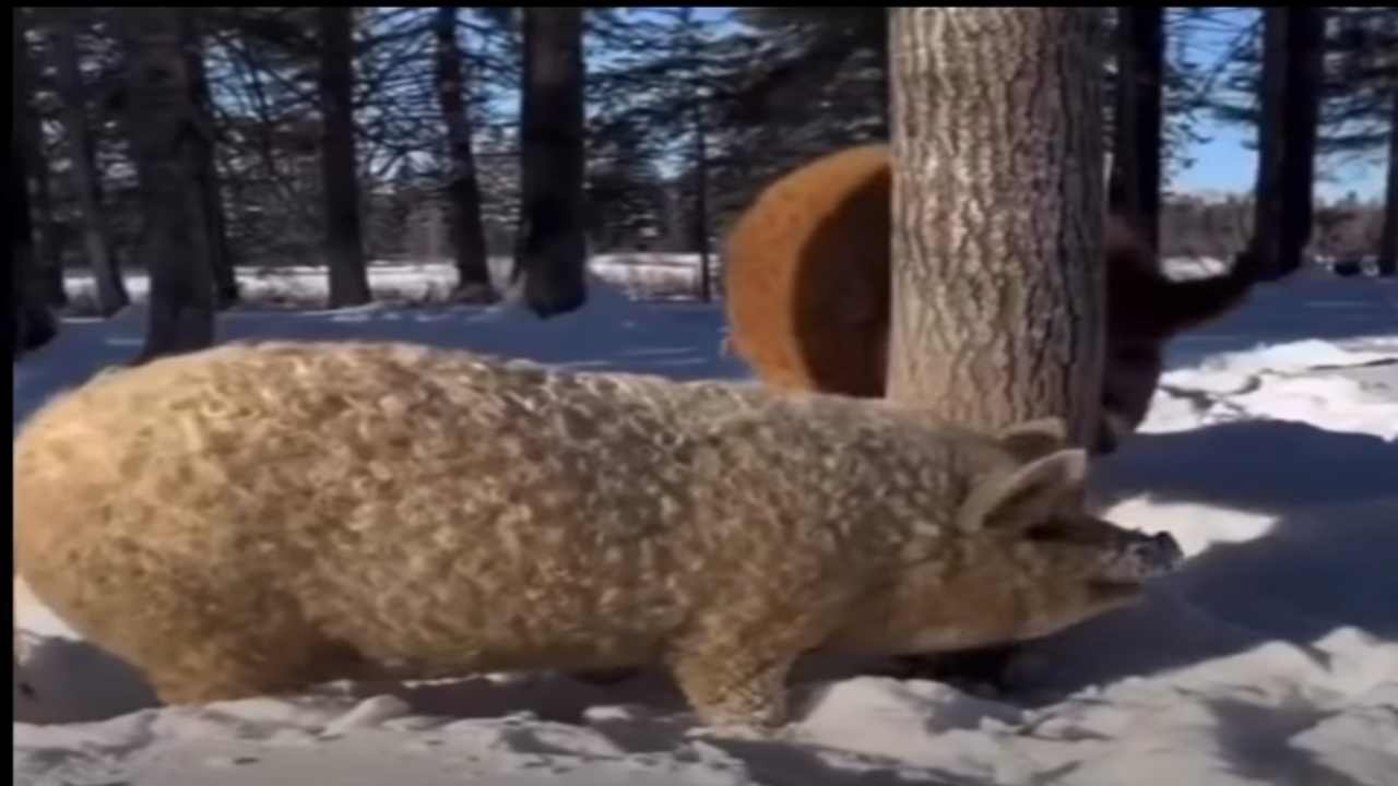 I mangalica, gli unici suini al mondo che producono la lana come le pecore