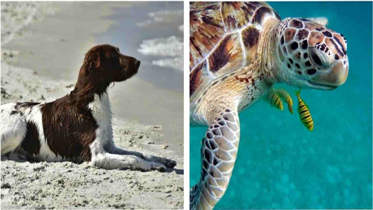 cani che fiutano le tartarughe marine