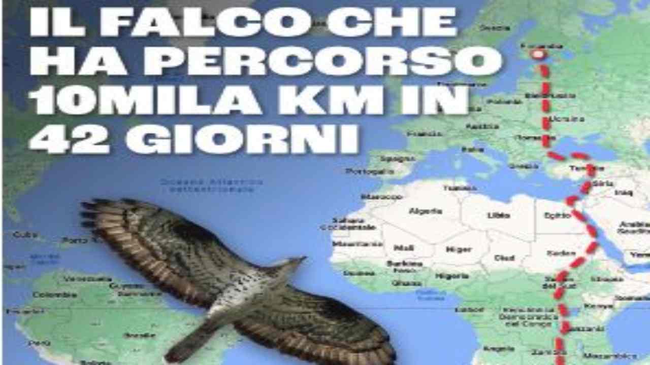 Un falco ha percorso 10mila km in 42 giorni