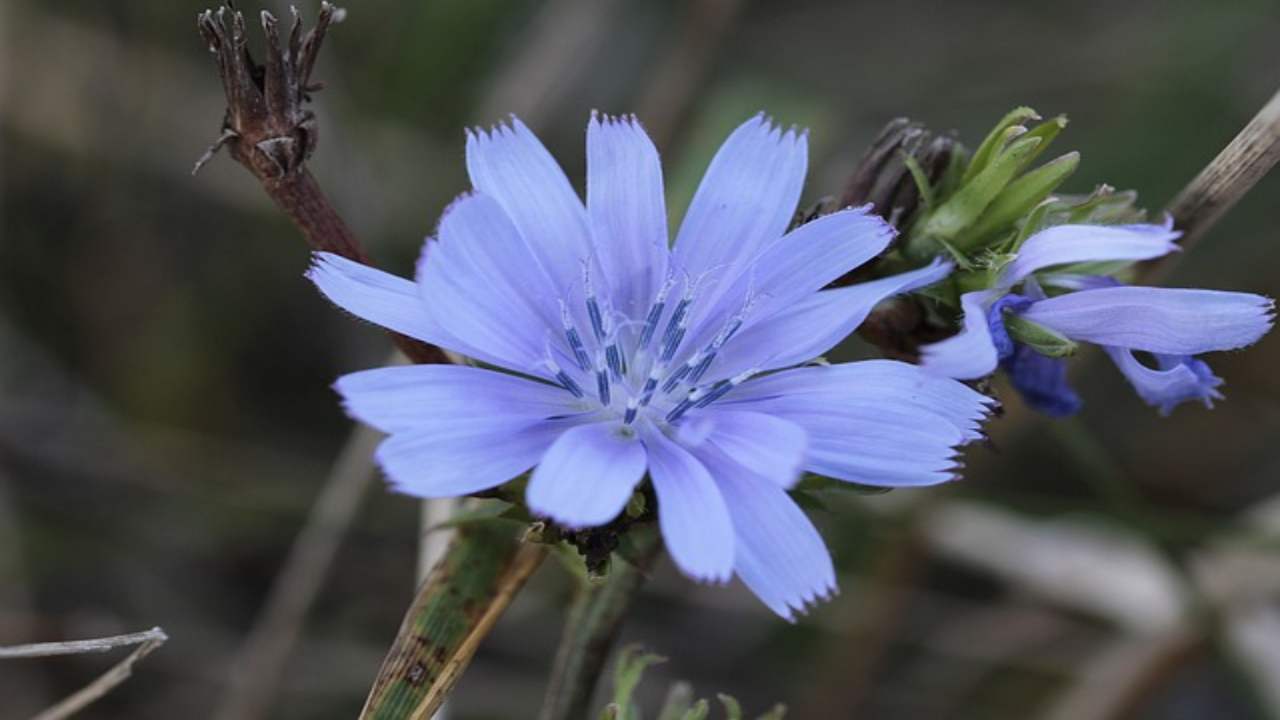 Si può coltivare in casa il Fiore di Bach