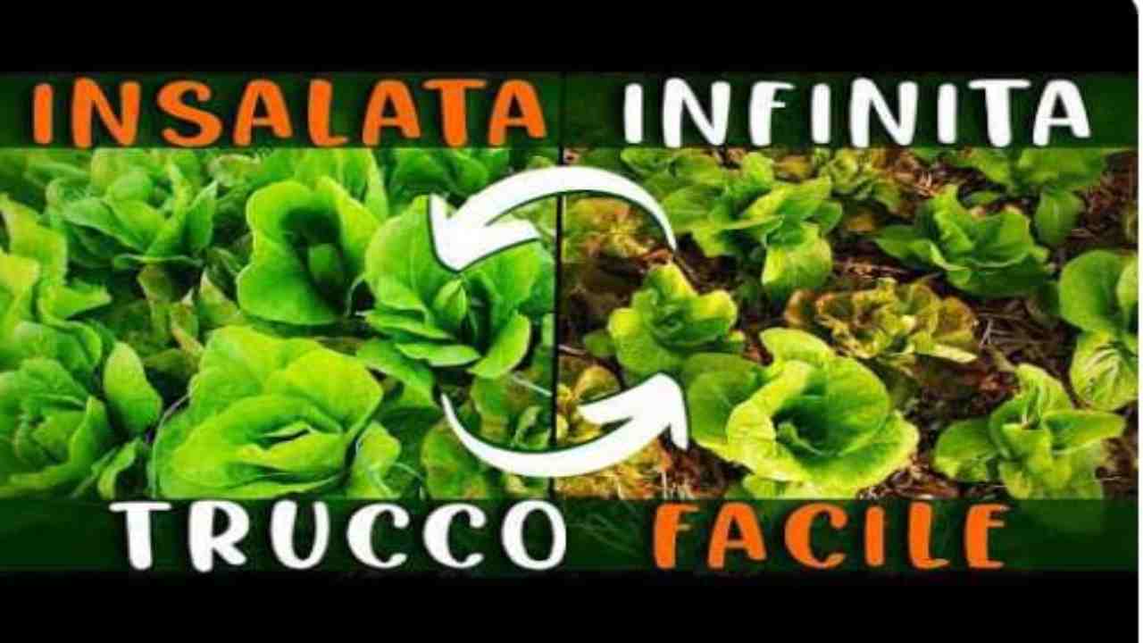 Adesso puoi coltivare insalata infinita