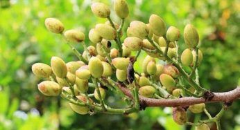 Pianta di pistacchio, si può coltivare in casa: diciamo la verità