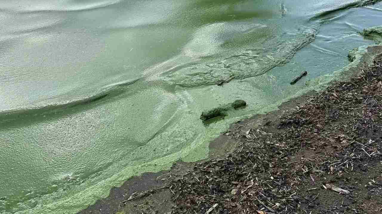 Alghe tossiche invadono il lago Neagh