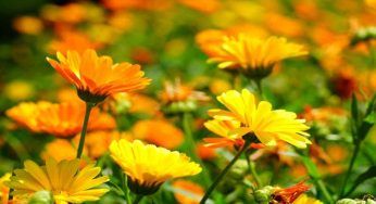Calendula, provala contro il prurito: l’effetto è sorprendente