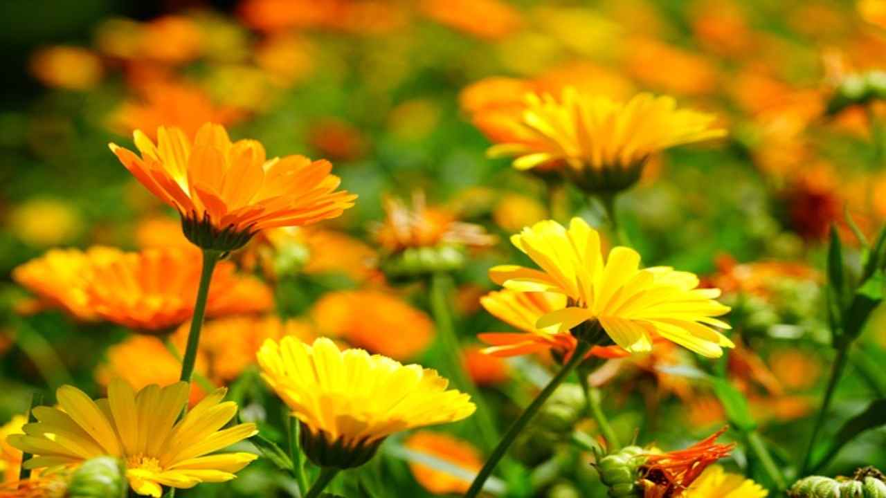 Calendula, provala contro il prurito