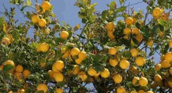 I limoni non faranno più la muffa, prova a fare così