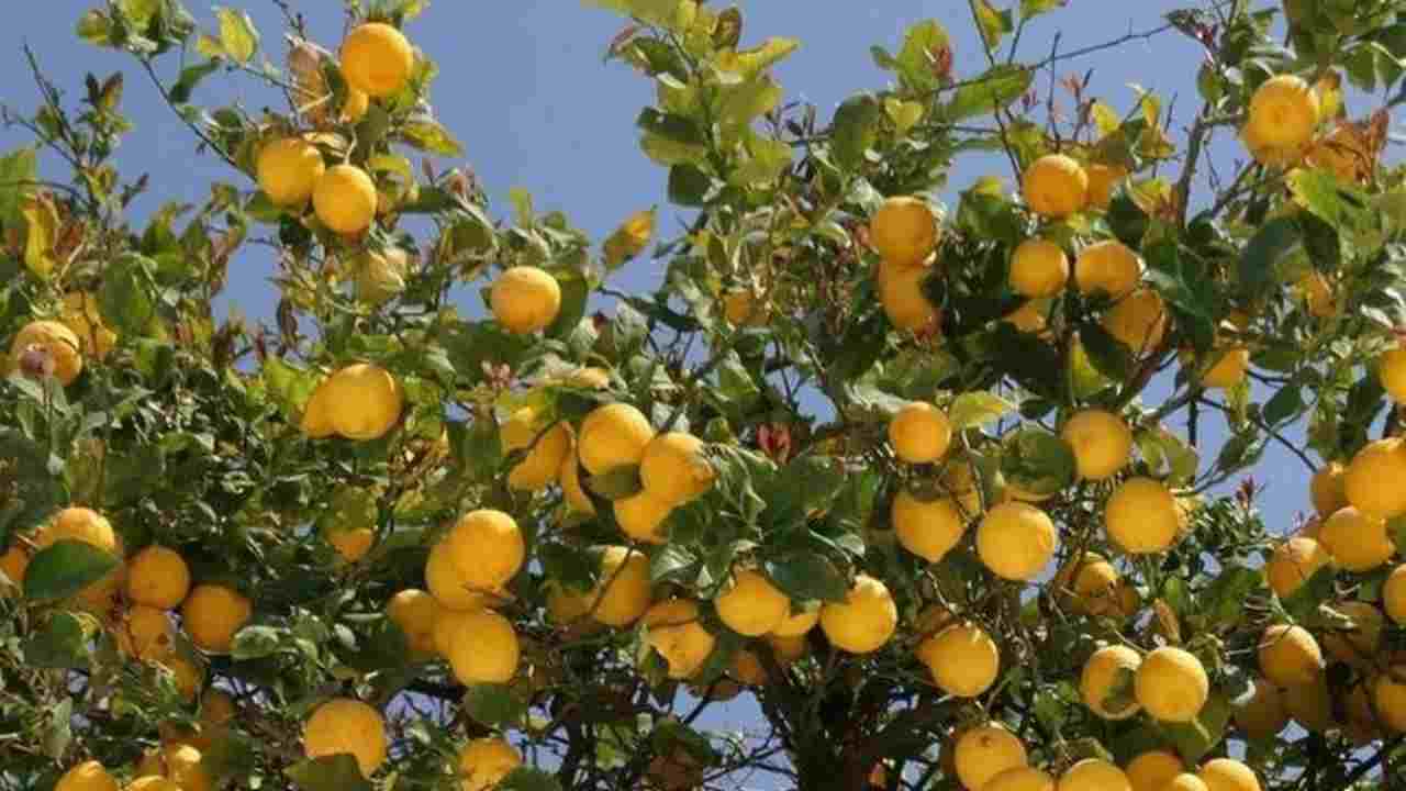 pianta di limoni