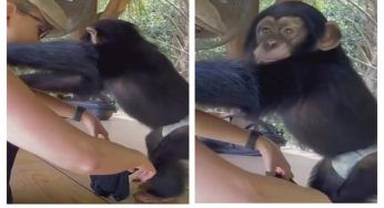 Cucciolo di scimmia reagisce così davanti alla mamma umana: incredibile
