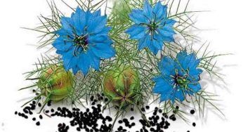 Nigella sativa, perché questa pianta risolve tutti i problemi della pelle