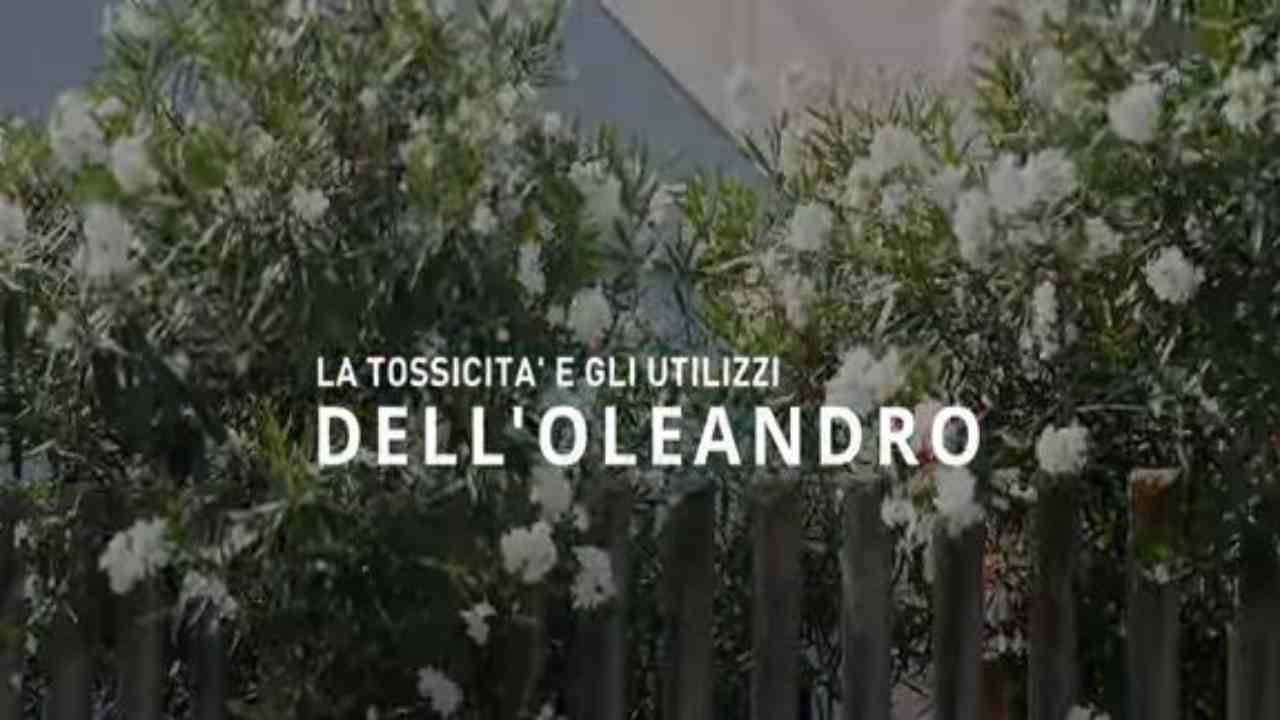 La tossicità e l'utilizzo dell'oleandro