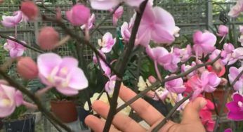 Basta cospargere questo infuso sulle radici delle piante | Non le riconoscerai più