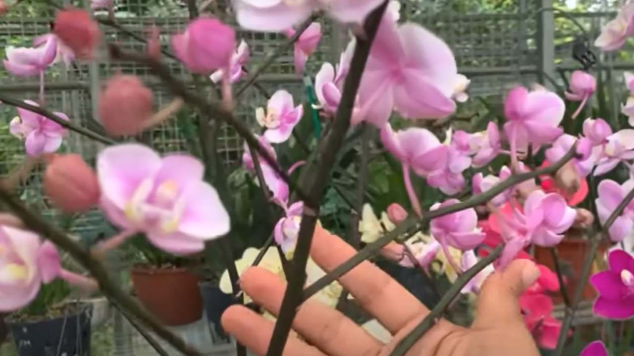 orchidea rosa