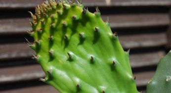 Fichi d’india, i benefici inaspettati