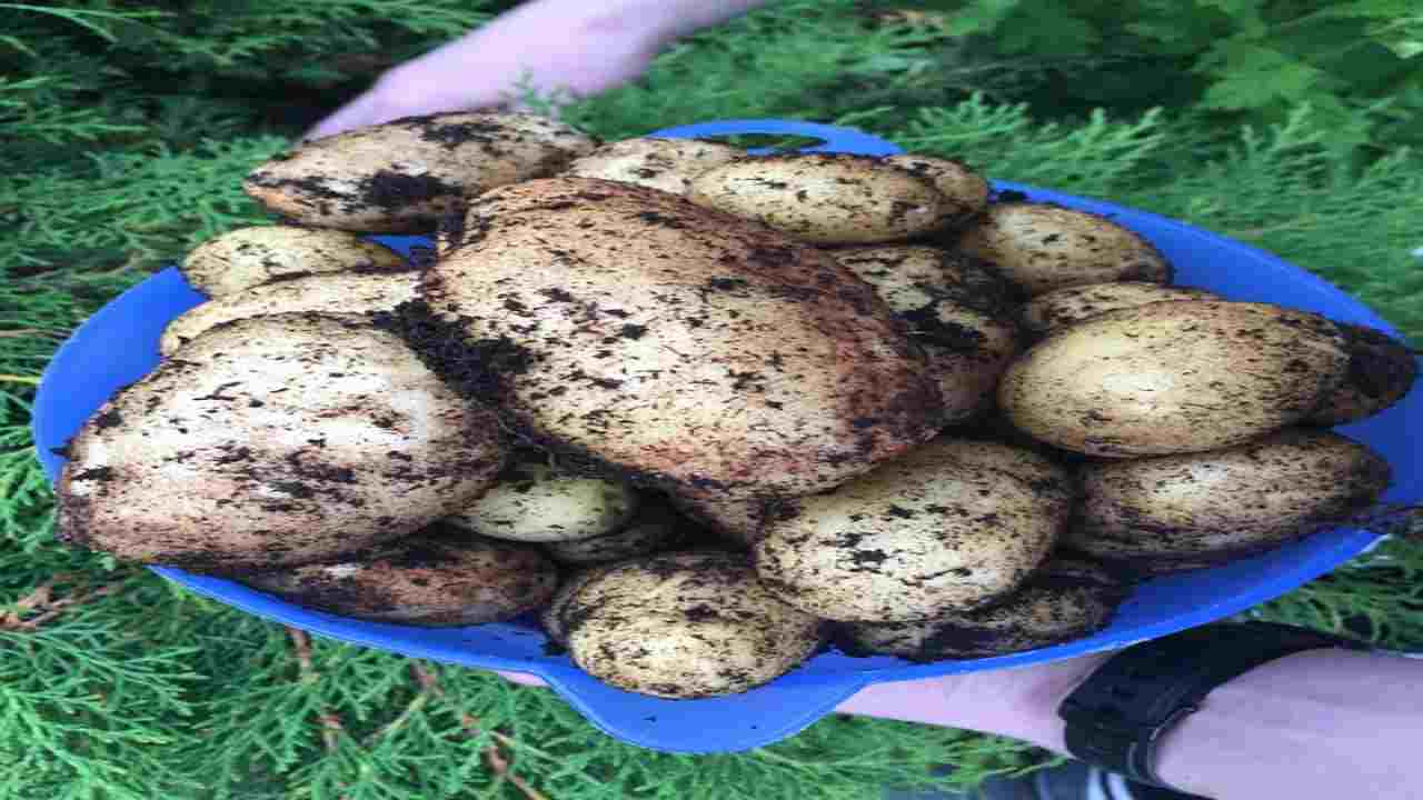 Patate, perché non maturano e ne escono pochissime