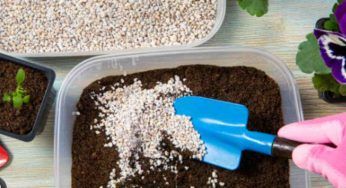 Perlite, una sostanza magica per le piante: come usarla correttamente
