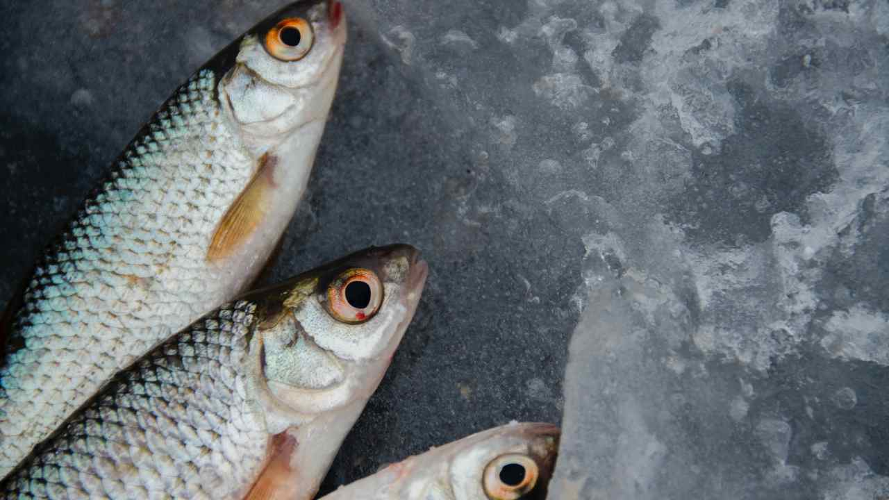 Pesce crudo, cosa sapere