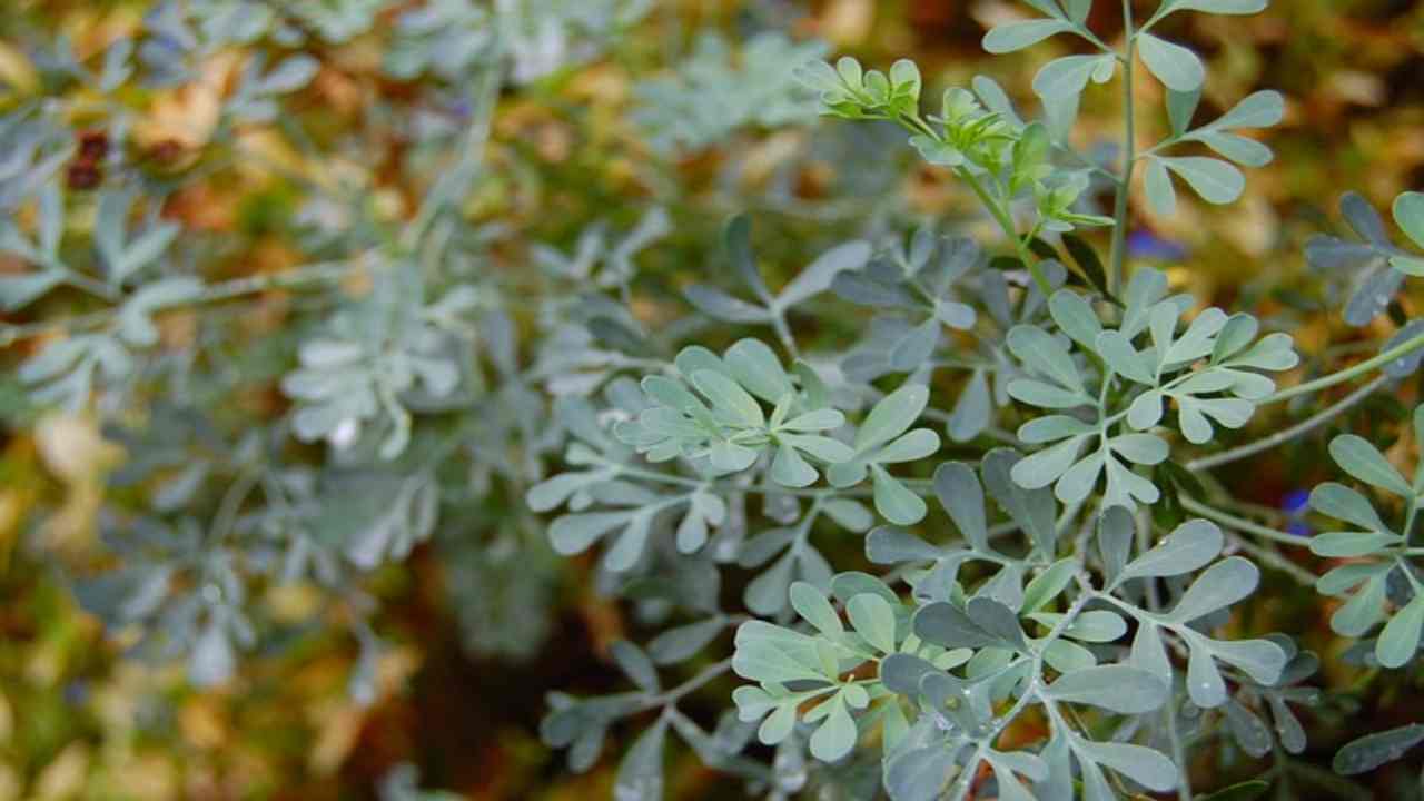 Questa pianta fa miracoli, è un dono divino: allevia tutti i dolori