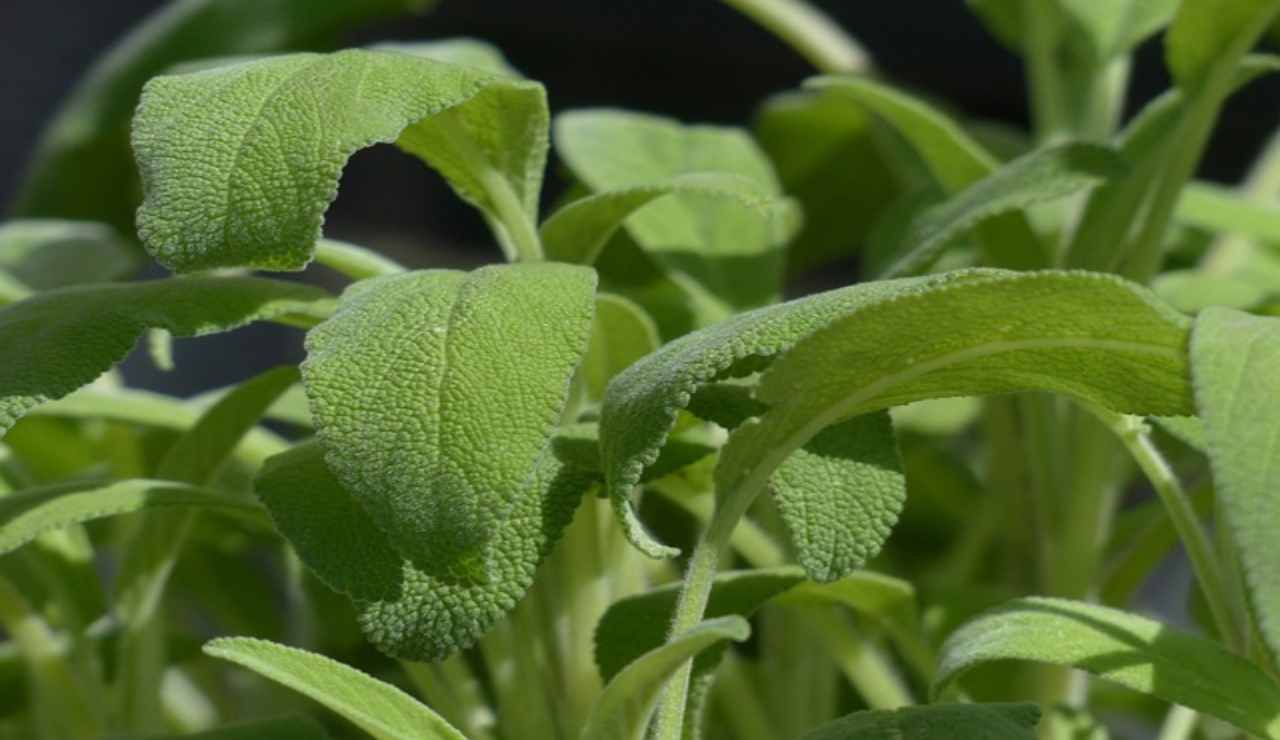 La salvia, un'erbetta aromatica