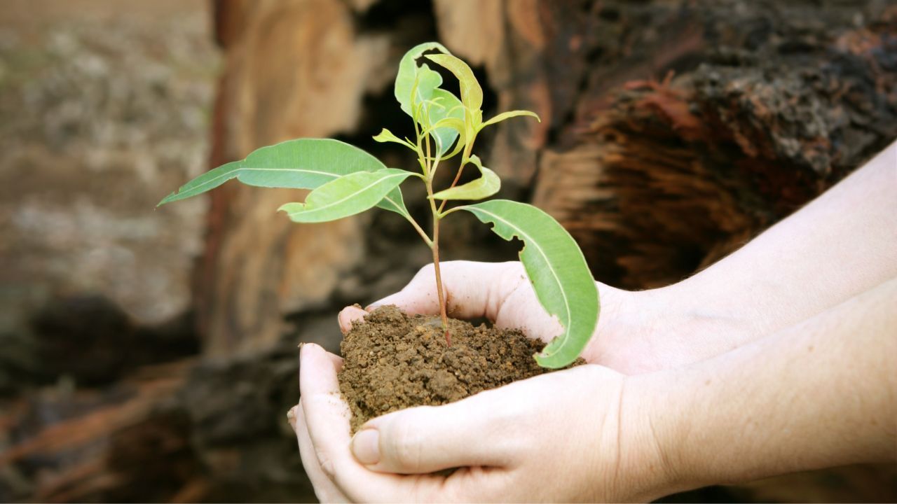 Programmi riforestazione fallimento motivo