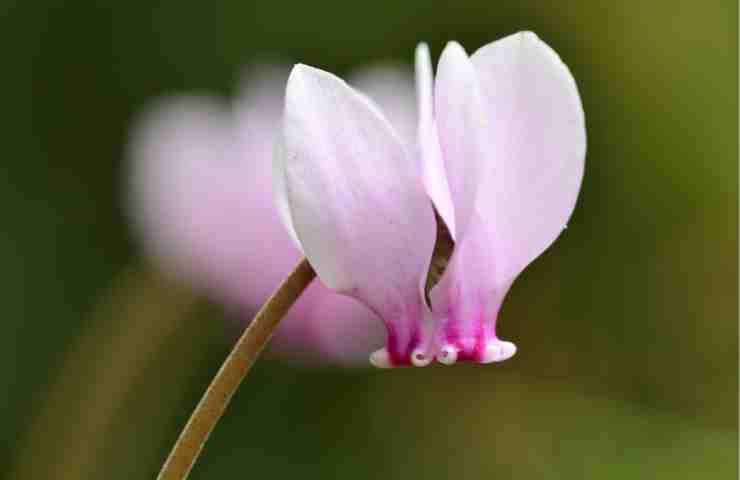 Il ciclamino: il fiore dell'amore puro 