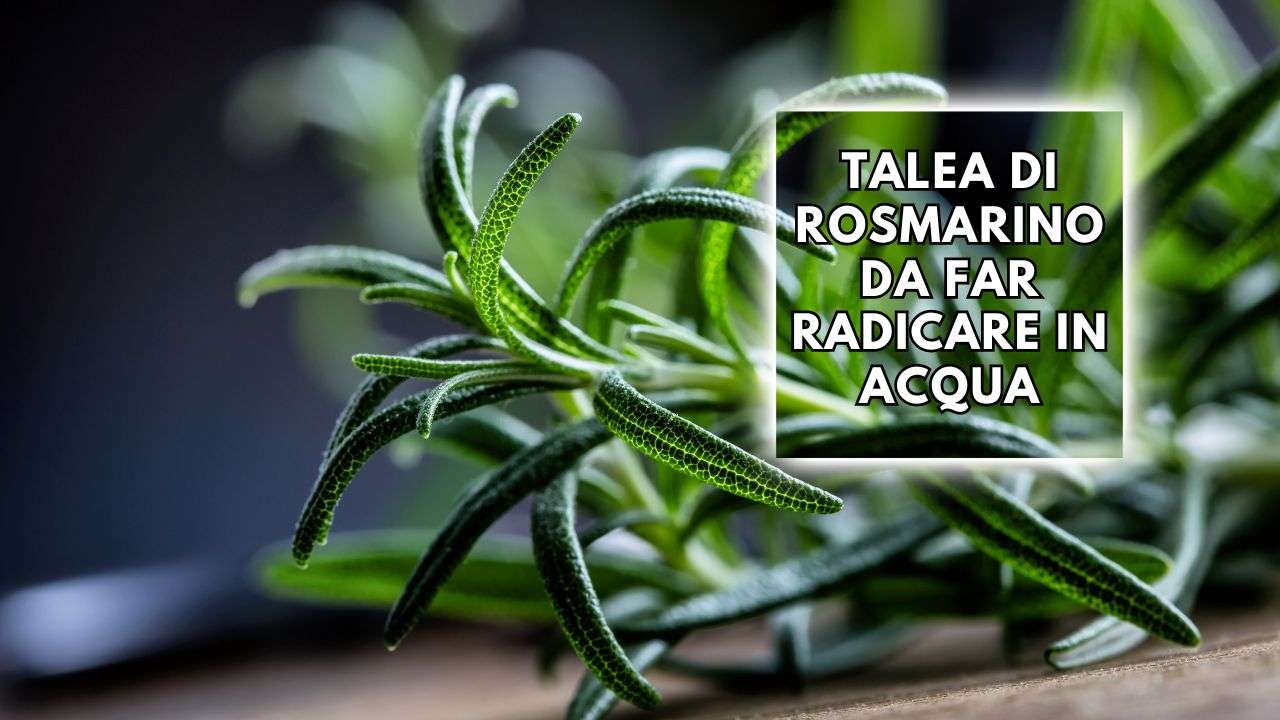 talea rosmarino acqua