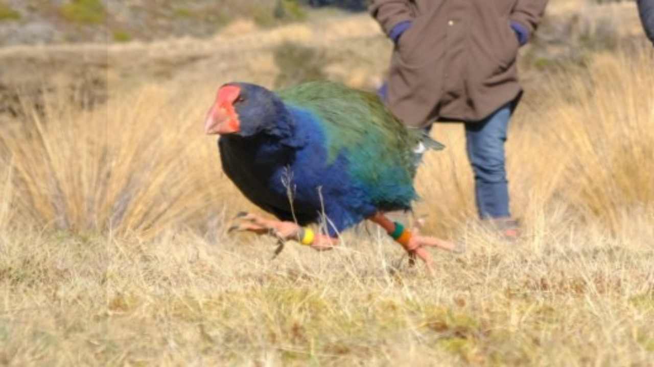 Il Takahē, l'uccello preistorico fa la sua comparsa