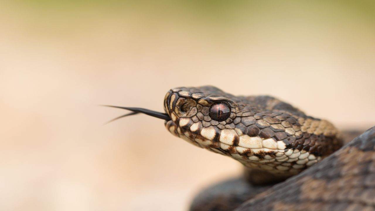 Riconoscere vipera 3 errori