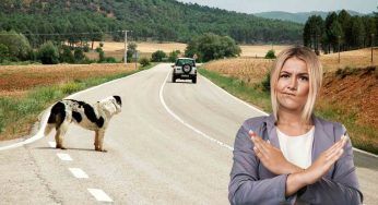 Bonus di 200 euro se adotti un cane, l’iniziativa di un canile nel bresciano