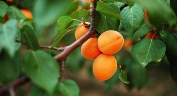 Albicocco, l’albero dai frutti deliziosi