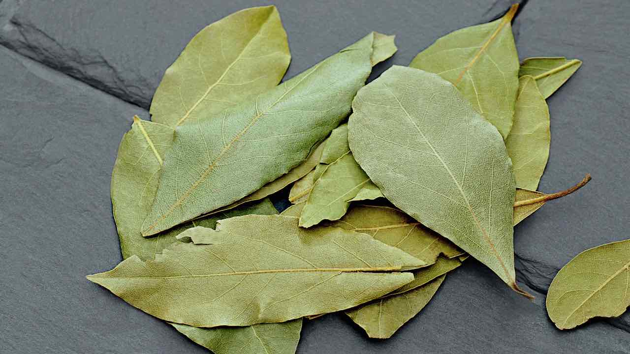 foglie di alloro frigorifero una notte