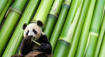 Bambù, la pianta preferita dai panda
