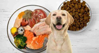 Fitoterapia per animali: il potere del “natural” trionfa anche nel pet food