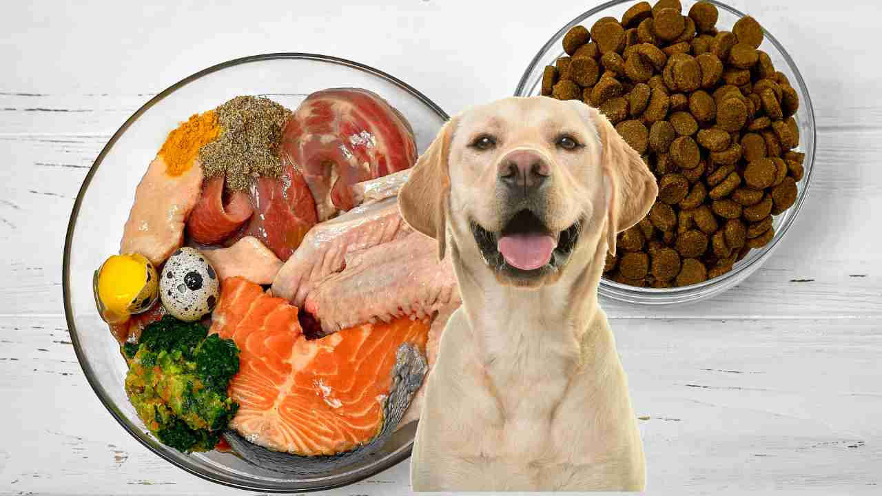 dieta cani fitoterapia