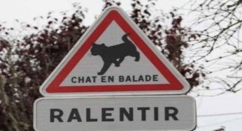 “Rallentare, gatto in movimento”, i nuovi cartelli stradali tutelano gli amici a 4 zampe